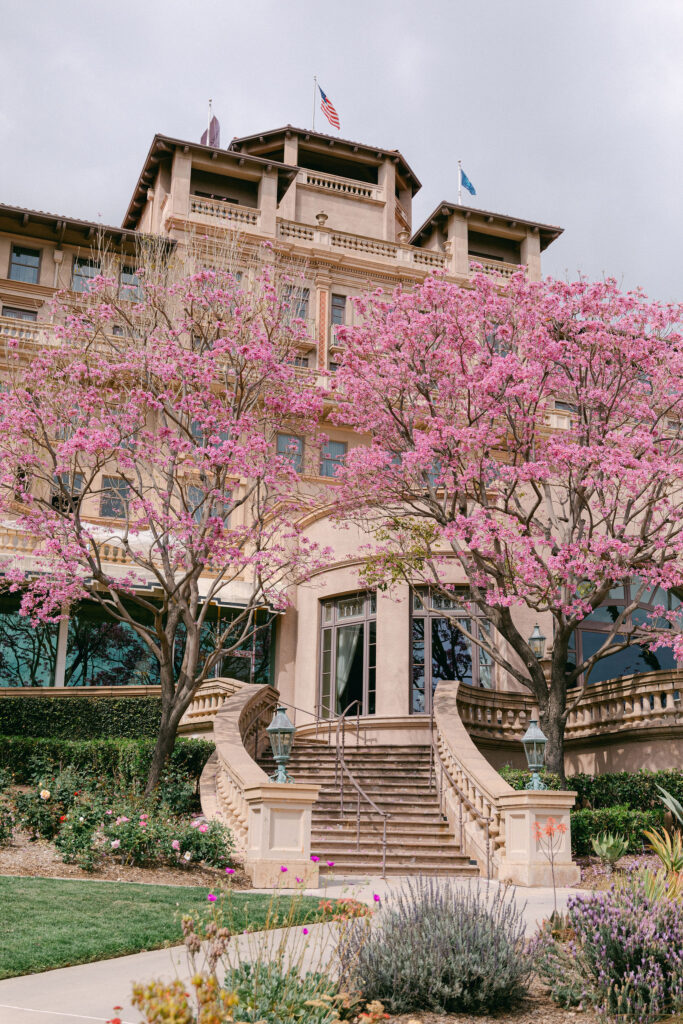 pink trees in bloom at the back of the langham huntington in pasadena