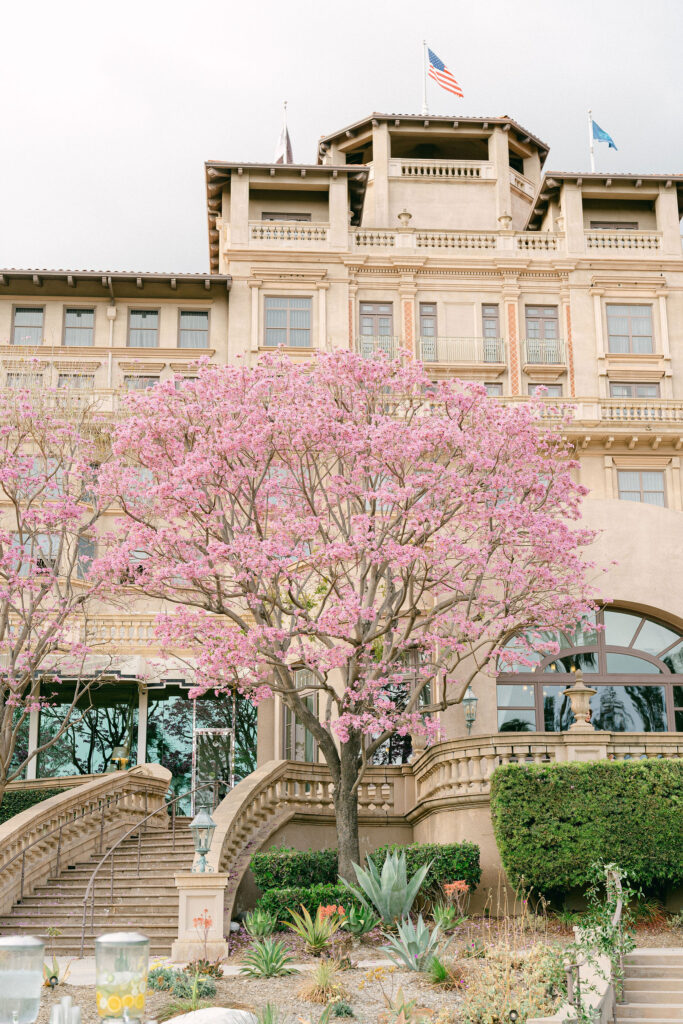 pink trees in bloom at the langham huntington hotel in pasadena